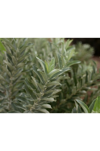 Salix Iceberg Alley  листя